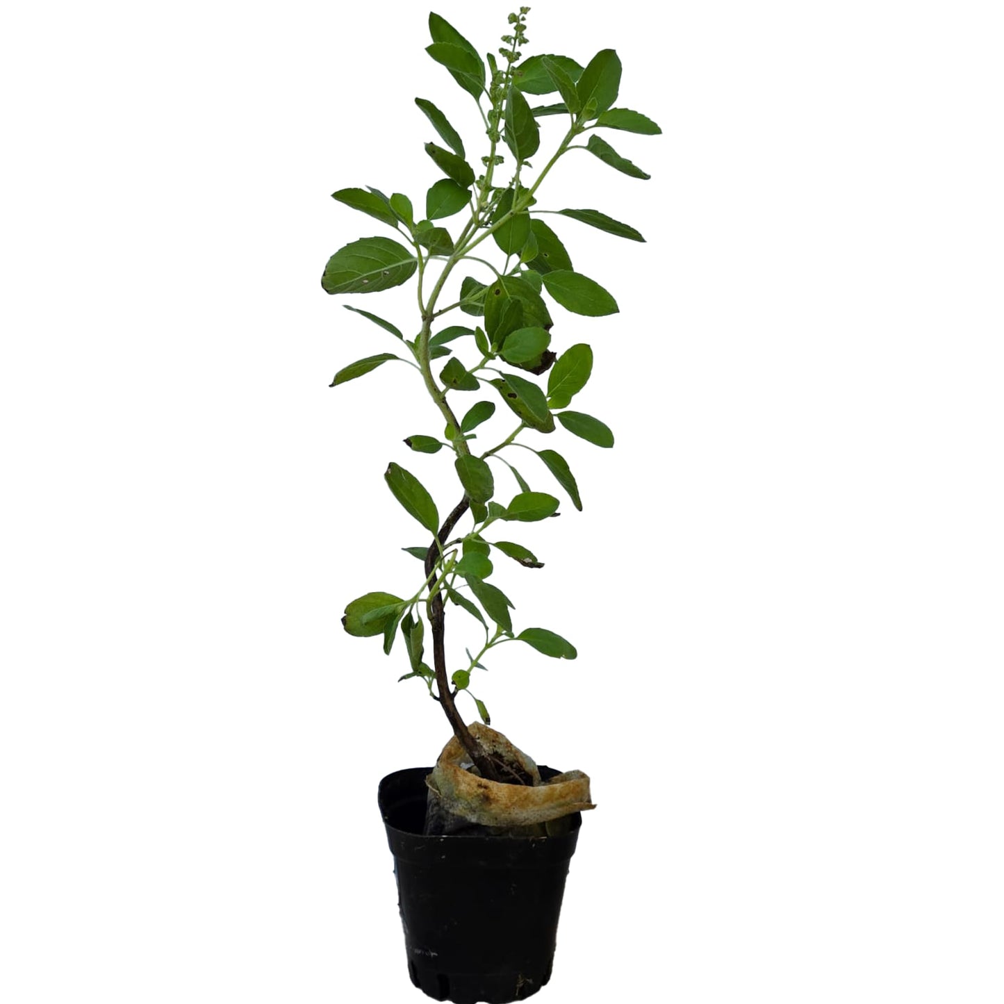 TULSI-Parent