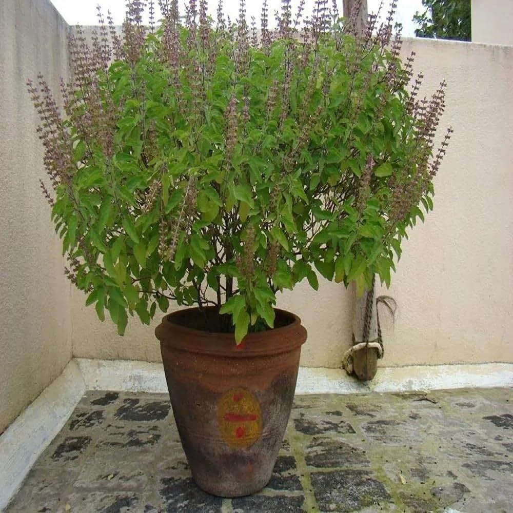 TULSI-Parent