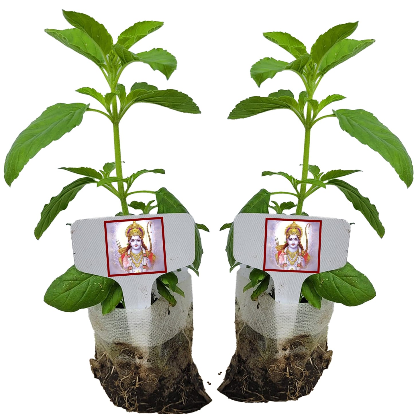 TULSI-Parent
