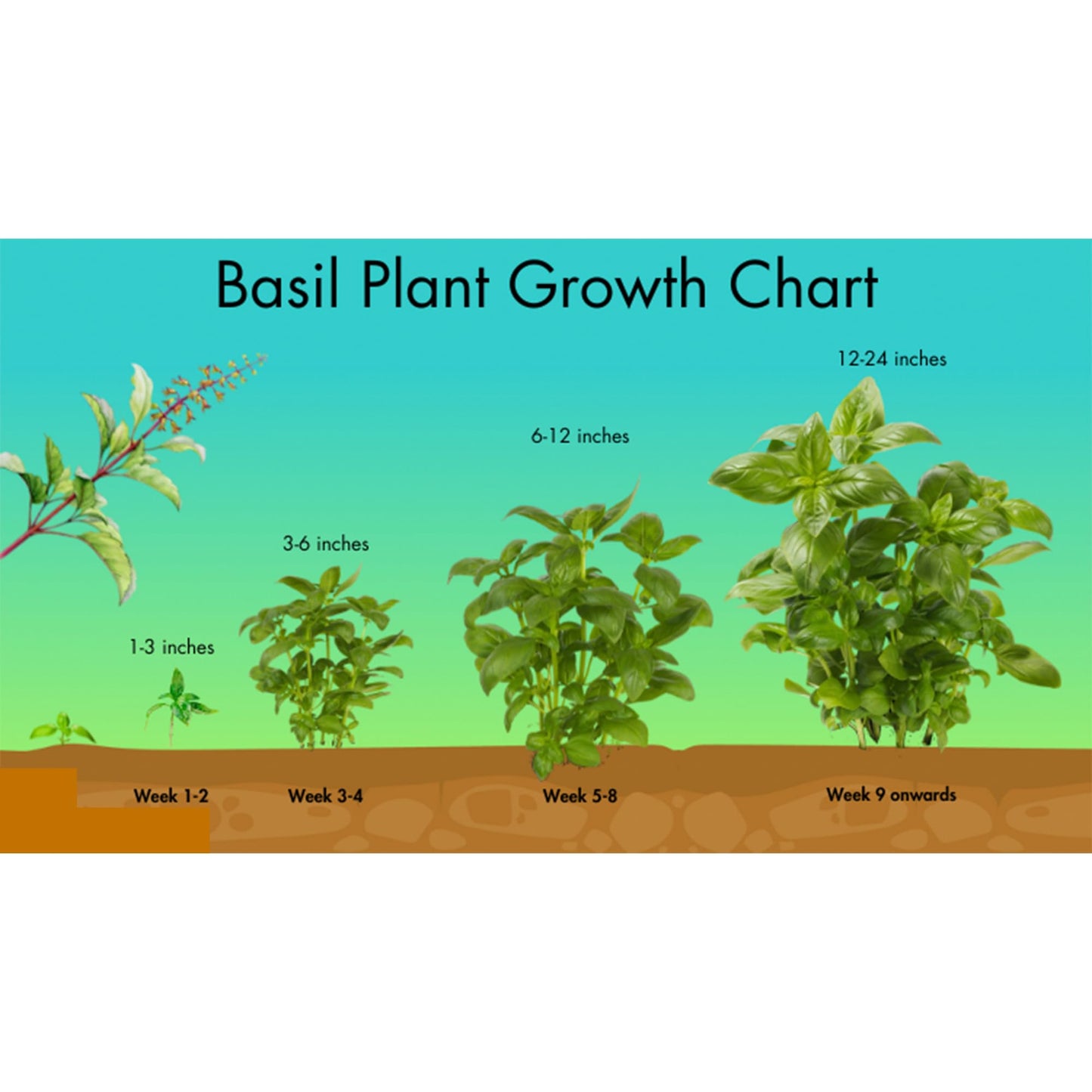 Basil-Parent