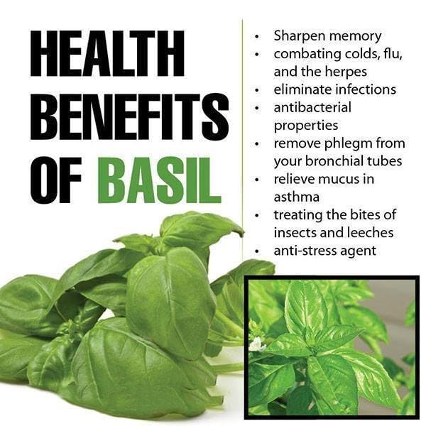 Basil-Parent