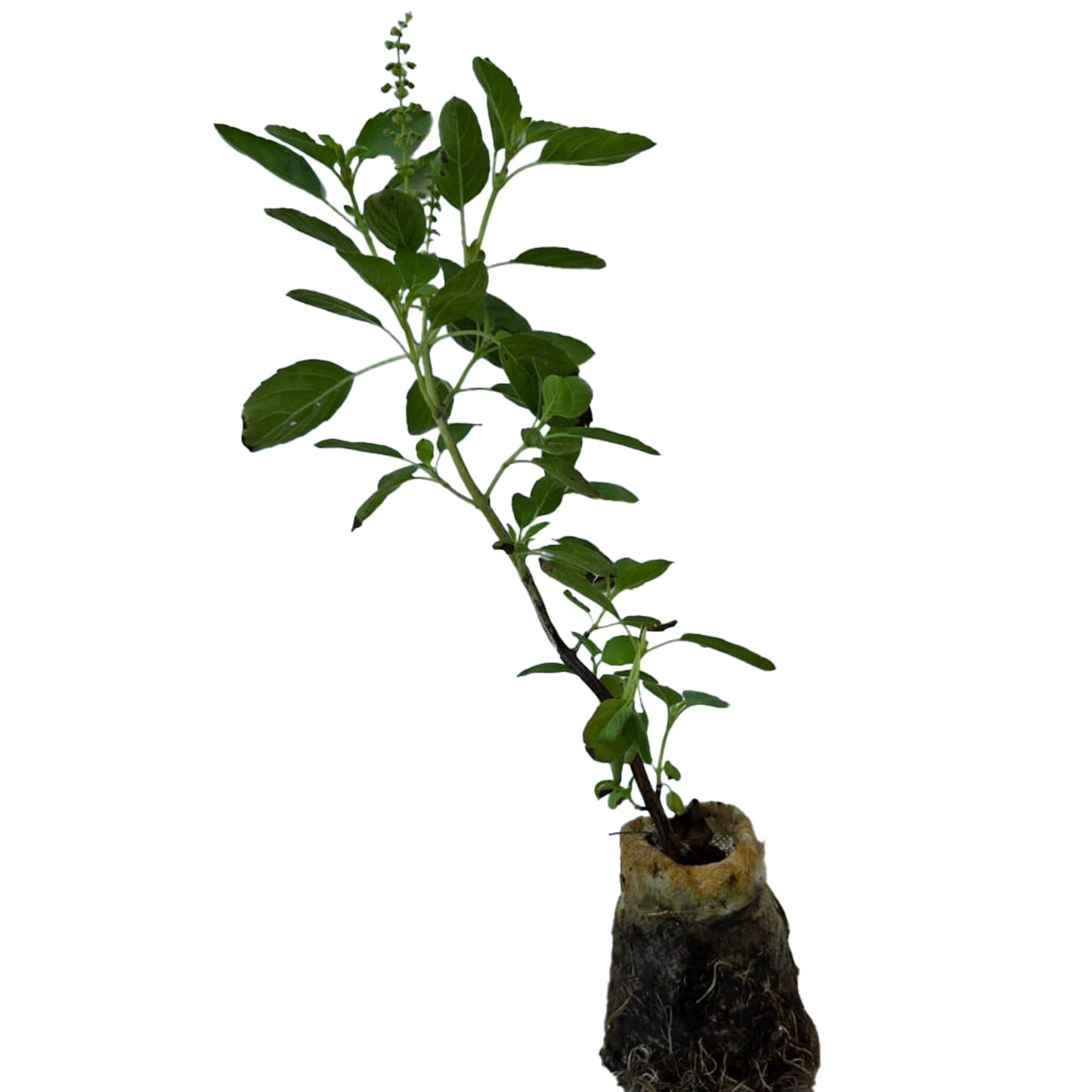 TULSI-Parent