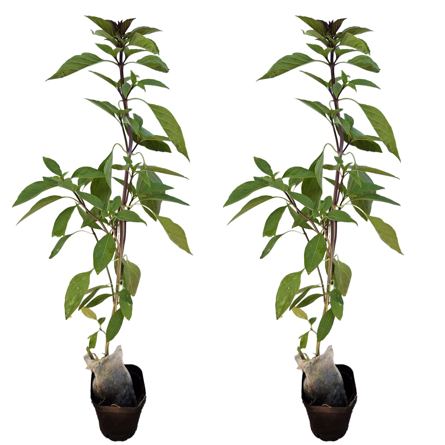 Basil-Parent