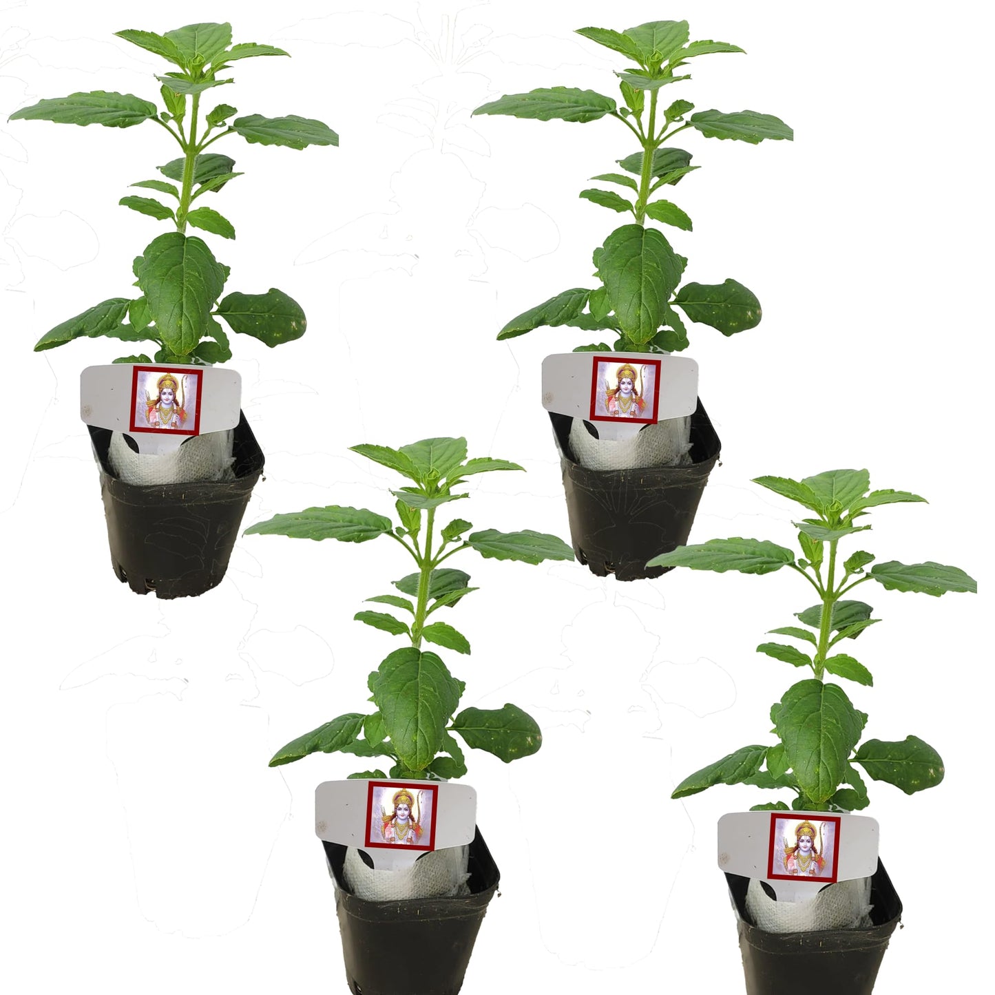 TULSI-Parent