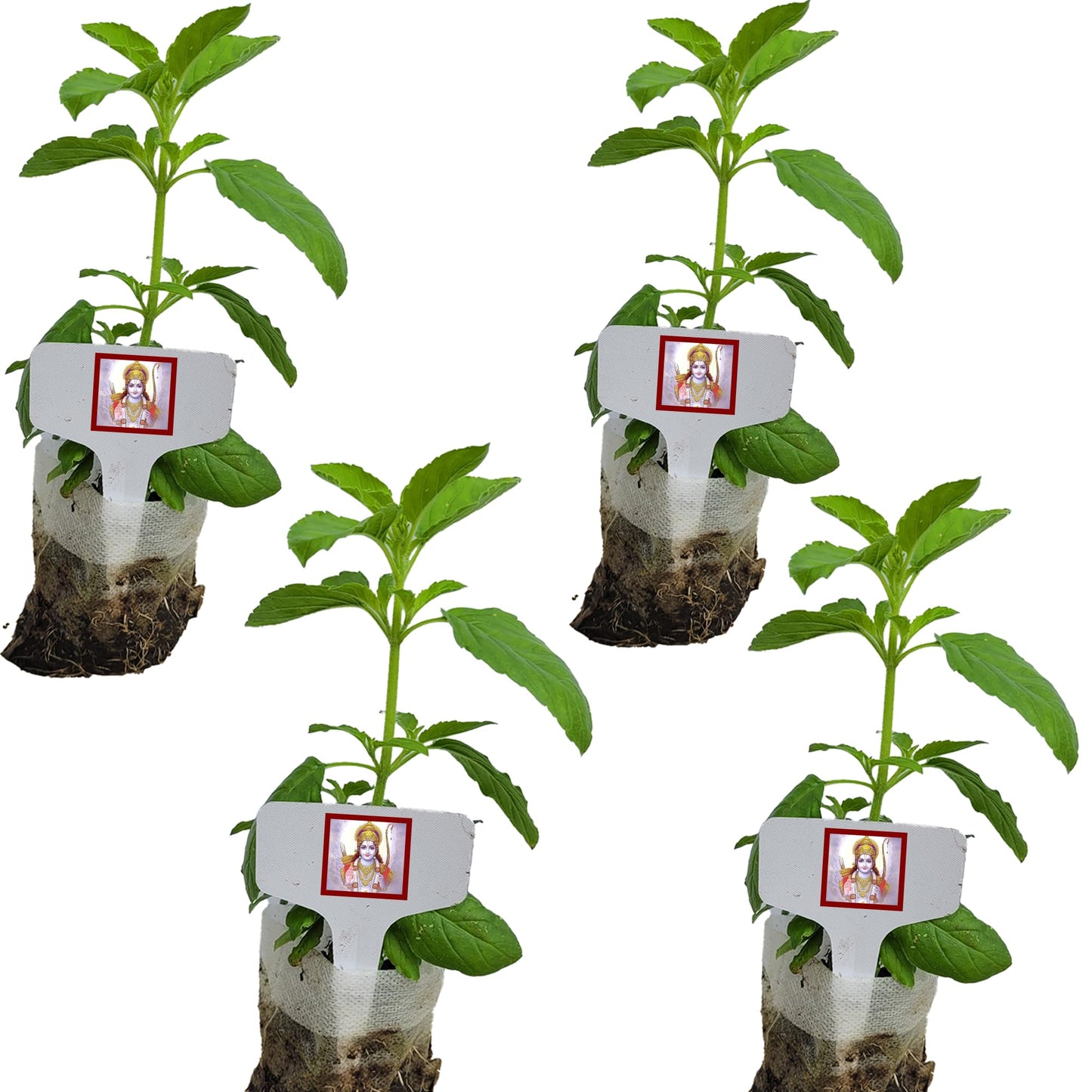 TULSI-Parent